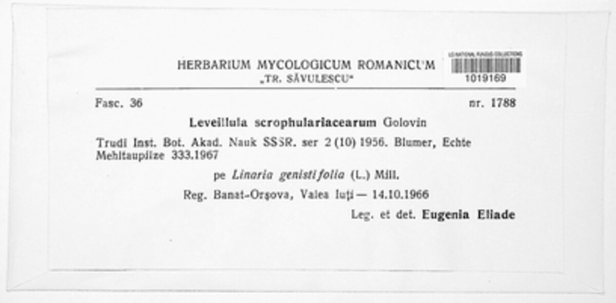 Leveillula scrophulariacearum image